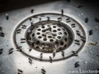 Tiny Flies in Your Sink Drain: What’s Living There