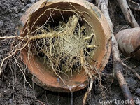 Tree Roots in Pipes: How Doctor Drain Can Help