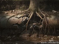 How Tree Roots Intrude Pipes and What to Do