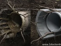 How Tree Roots Enter Sewer Lines—and How to Stop Them