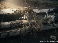 Tree Roots in Sewer Lines: How They’re Detected and Removed