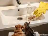 Pet-Safe Drain Cleaning: What to Use With Dogs & Cats