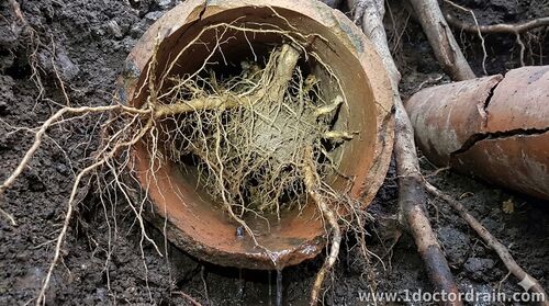 Tree Roots in Pipes: How Doctor Drain Can Help