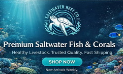 Saltwater fish, vibrant corals, live rock, and invertebrates for a complete reef ecosystem